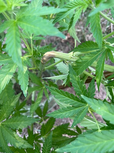 Growreport Bild 39