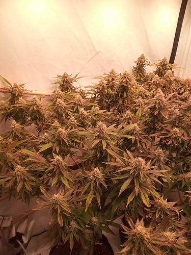 Growreport Bild 4