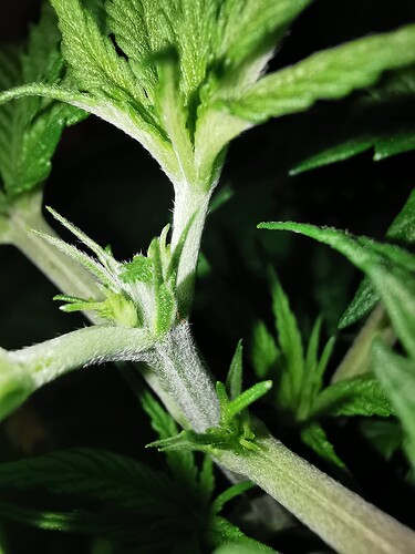 Growreport Bild 3