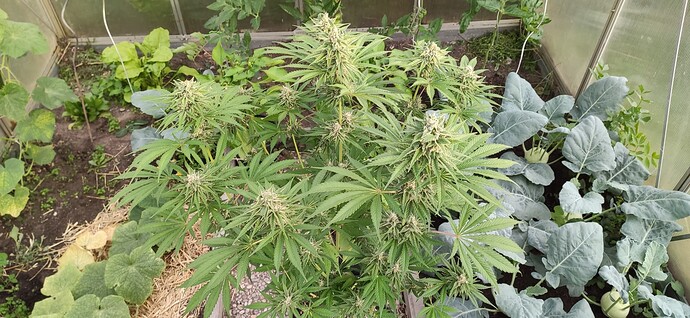 Growreport Bild 1