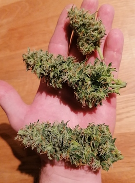 Growreport Bild 10