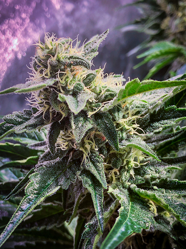 Growreport Bild 1