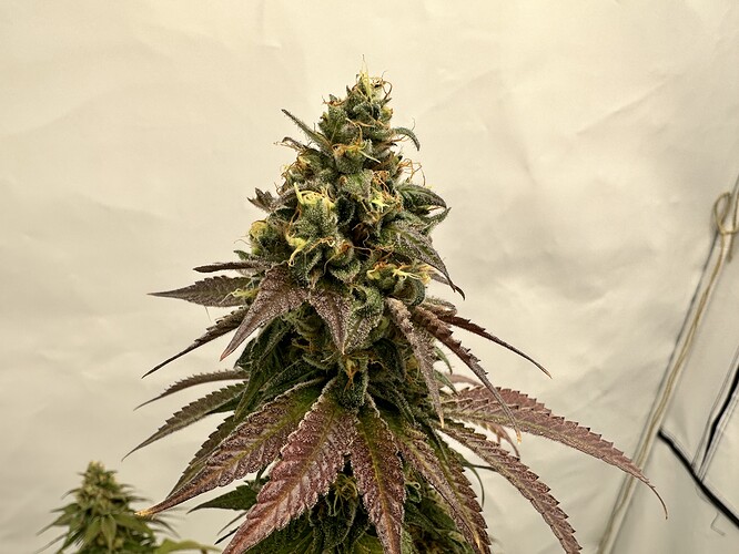 Growreport Bild 3