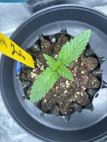 Growreport Bild 47