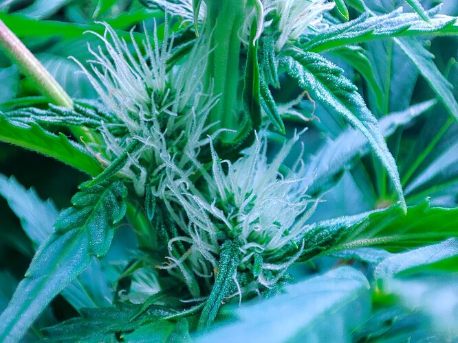 Growreport Bild 57