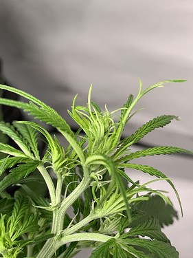 Growreport Bild 11