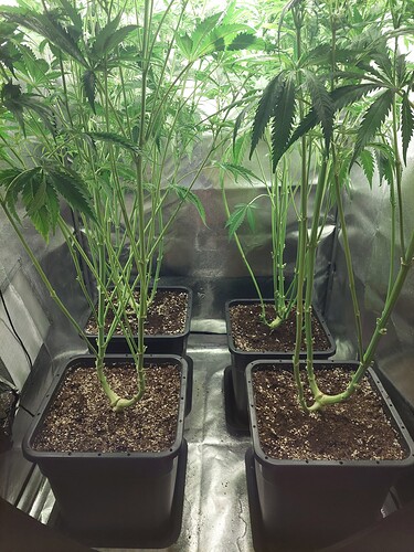 Growreport Bild 1