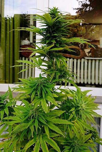 Growreport Bild 9