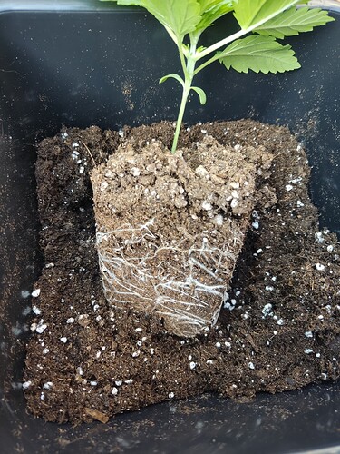 Growreport Bild 6