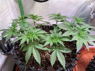 Growreport Bild 5