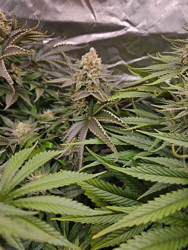 Growreport Bild 37