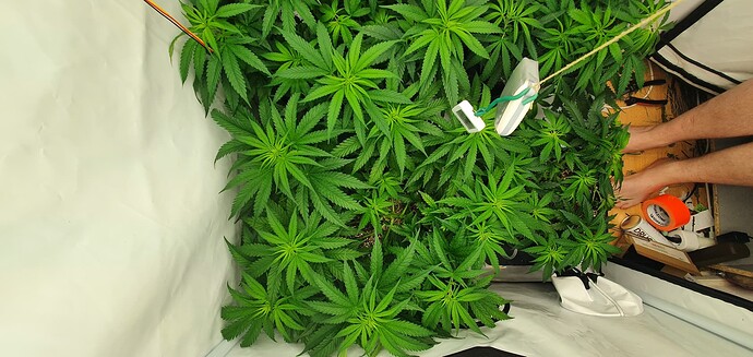 Growreport Bild 4