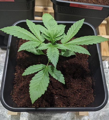 PXL_20210717_190839318 - Kopie