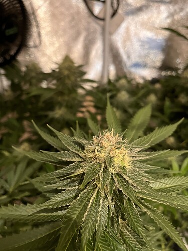 Growreport Bild 3