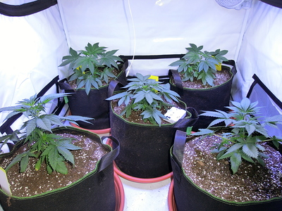 Fünf junge Cannabispflanzen in Stofftöpfen, die sich in der Wachstumsphase befinden.