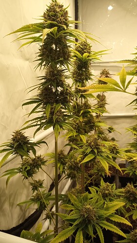Growreport Bild 31