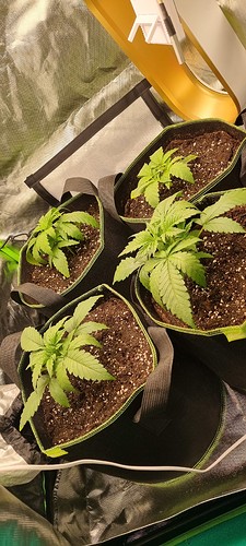 Growreport Bild 1
