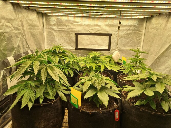 Growreport Bild 8