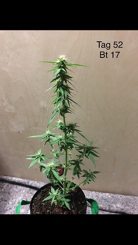 Growreport Bild 5