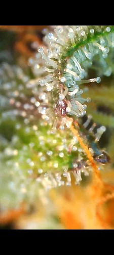 Growreport Bild 11