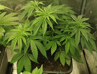 Growreport Bild 17