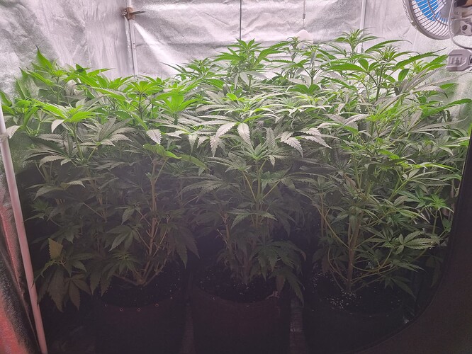 Growreport Bild 25