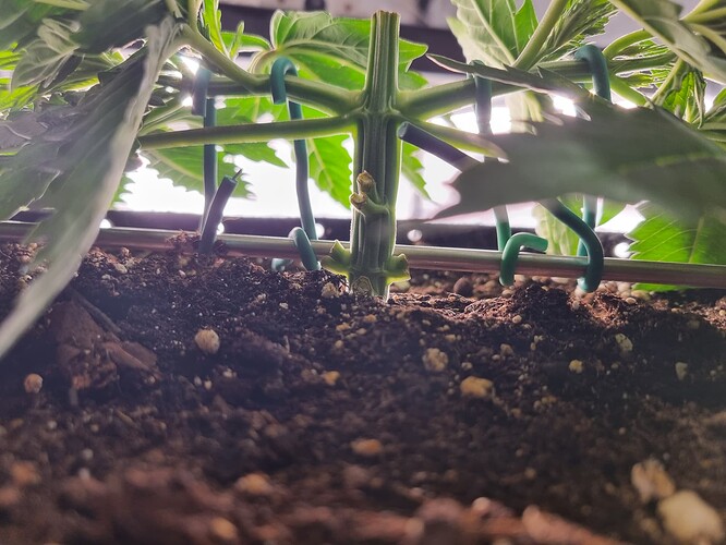 Growreport Bild 3