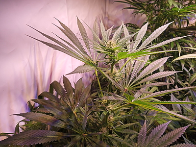 Growreport Bild 1