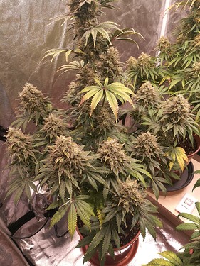 Growreport Bild 8