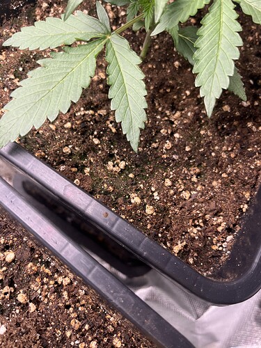 Growreport Bild 9