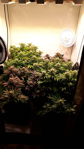 Growreport Bild 1