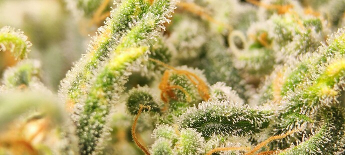 Growreport Bild 16