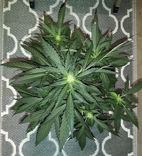 Growreport Bild 16