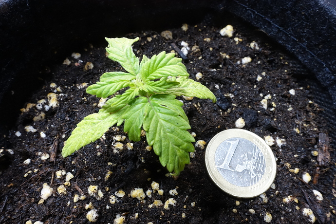 Growreport Bild 6