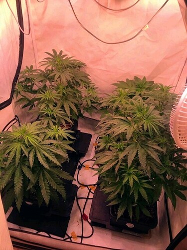 obscura1662138390542