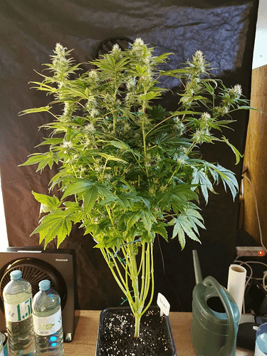 Growreport Bild 2