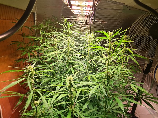Growreport Bild 2