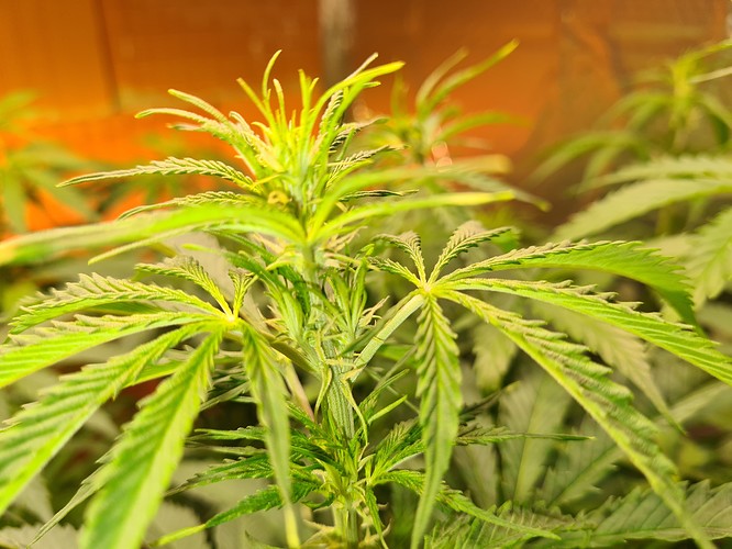 Growreport Bild 9