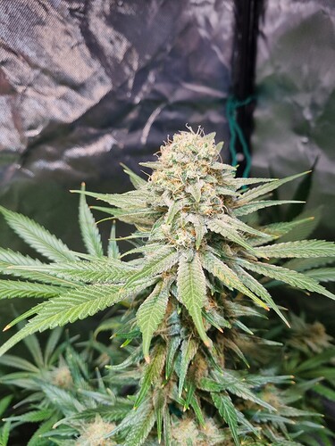 Growreport Bild 14