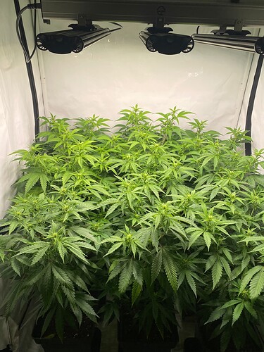 Growreport Bild 5