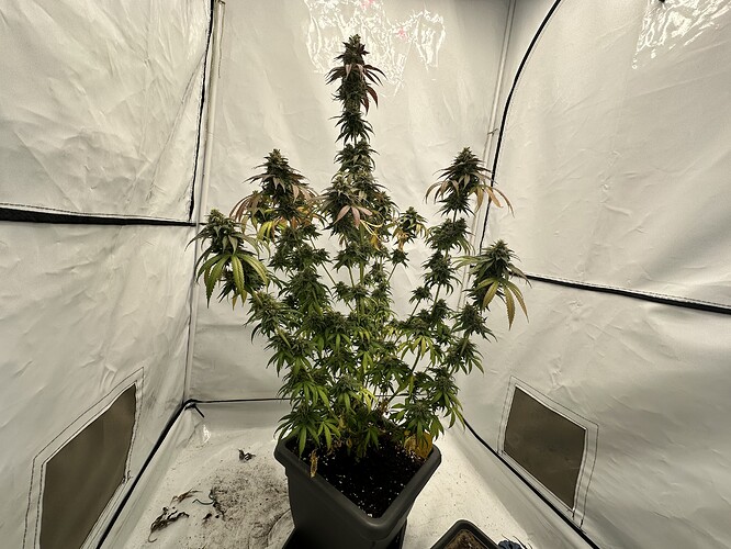 Growreport Bild 2