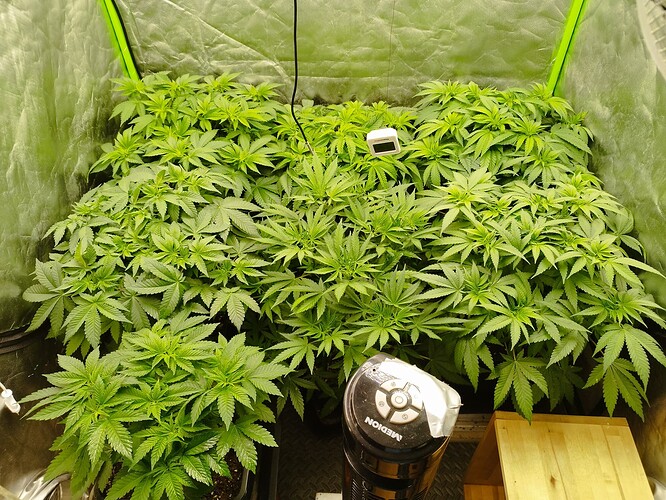 Growreport Bild 2