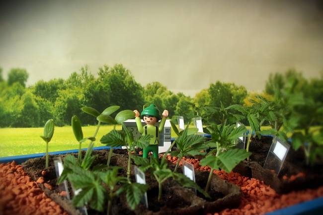 Growreport Bild 10