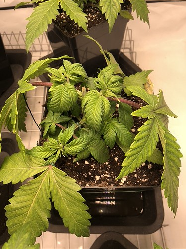 Growreport Bild 5