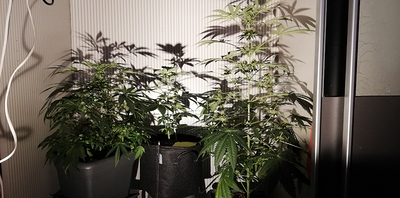 Growreport Bild 5