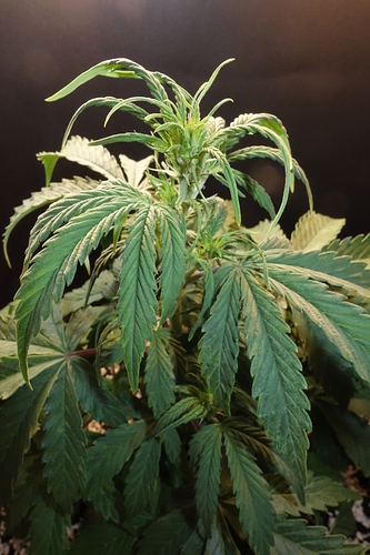 Growreport Bild 3