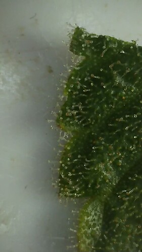 Growreport Bild 19