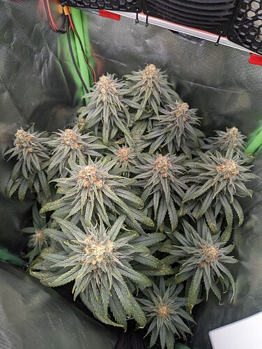 Growreport Bild 7