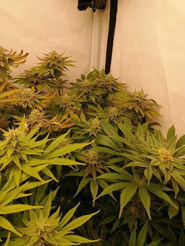 Growreport Bild 5