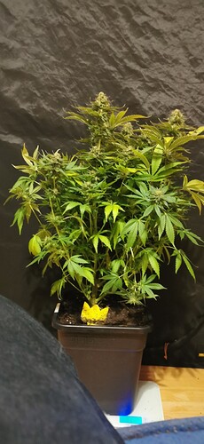 Growreport Bild 32